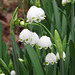 Leucojum vernum