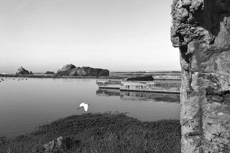 Egret Among the Ruins