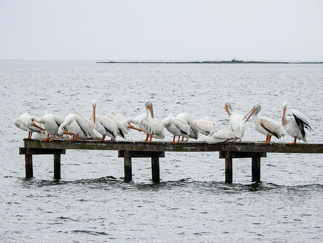 Day 2, American White Pelicans