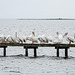 Day 2, American White Pelicans
