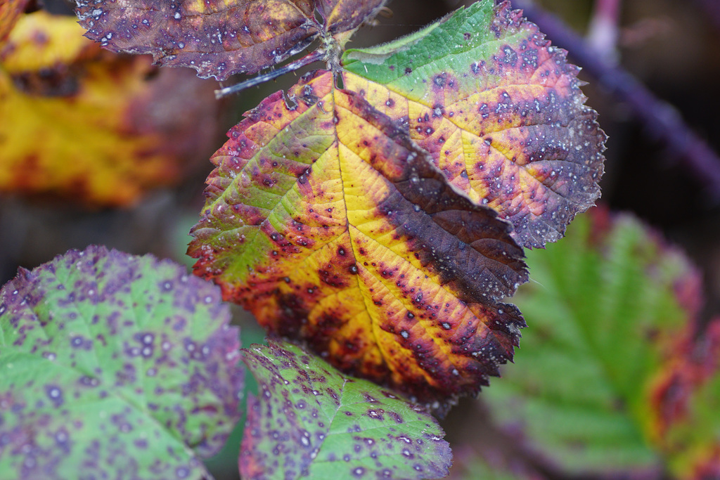 Herbstfarben