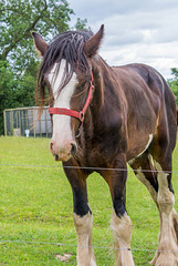 From Cotebrook shire horse centre47