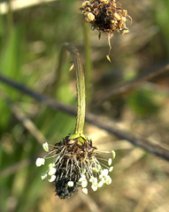 Plantain