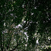 Wald, Benneckenstein