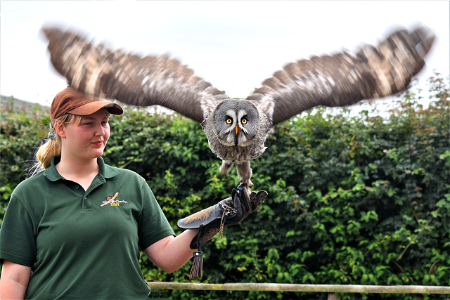 Wise Owl Taking Off