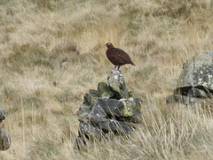 Red Grouse