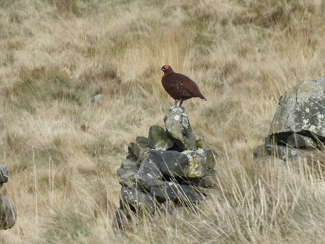 Red Grouse