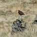 Red Grouse