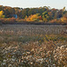 Reeds, Pleasant Hill Preserve
