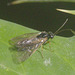 5T2A4301 Gooseberry Sawfly