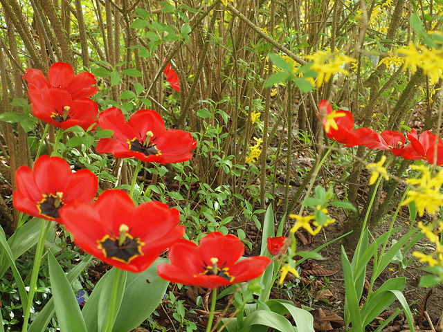 Tulpenblüten