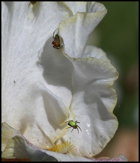 Araignées concombre (3)