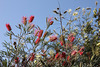 Spring Grevillea