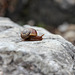 Kleine Schnecke