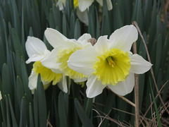 Narcissus cv