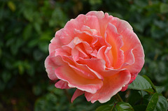 Powerscourt Gardens, Pink Rose