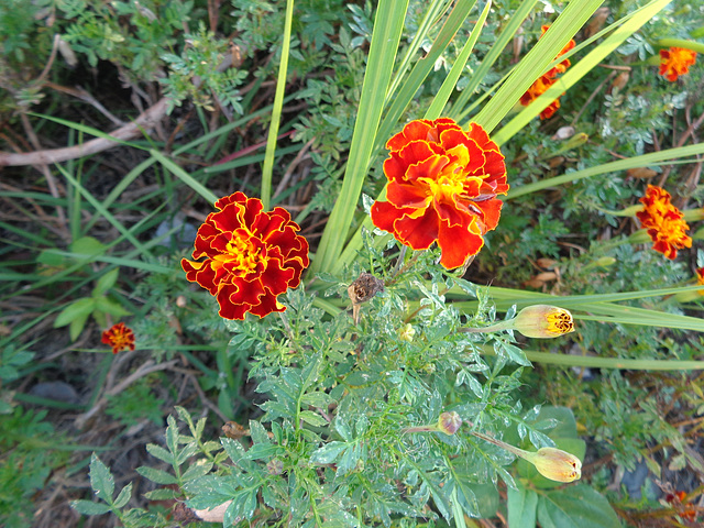 DSC06607 - flores no laguinho