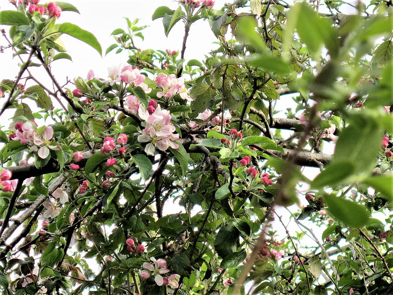 The apple blossom on the crabapple tree