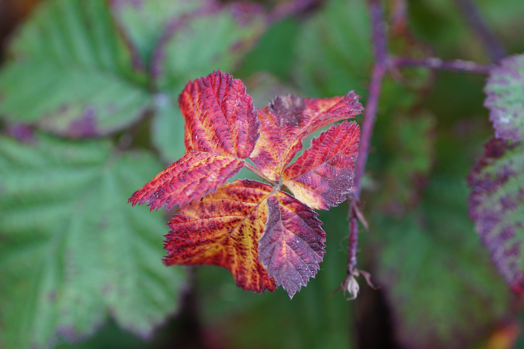 Herbstfarben