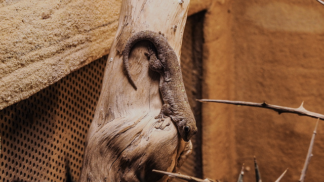 20200301 6609CPw [D~MS] Kurzkopf-Taggecko (Phelsuma breviceps), Zoo,  Münster