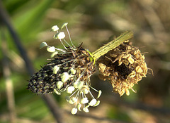 Plantain