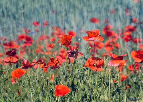 Der Mohn strahlt,...