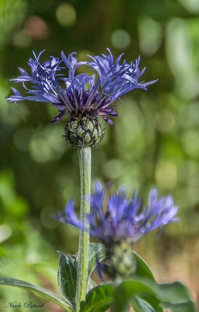 Centaurée du jardin