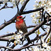 Our own singer in a pear tree.