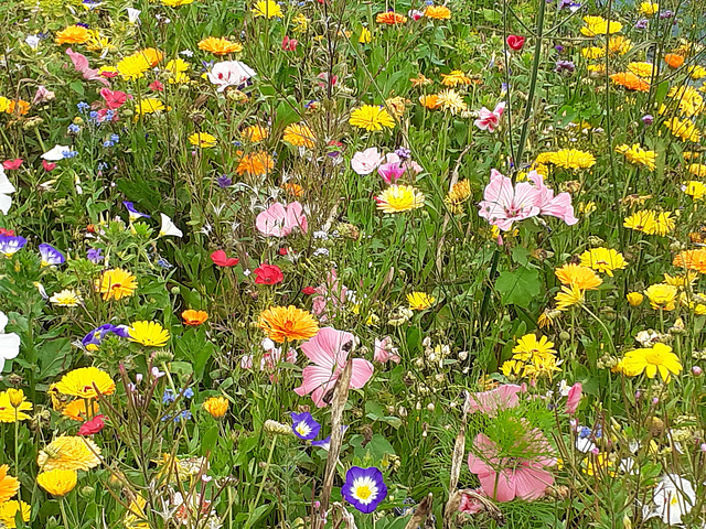 Wild flower meadow