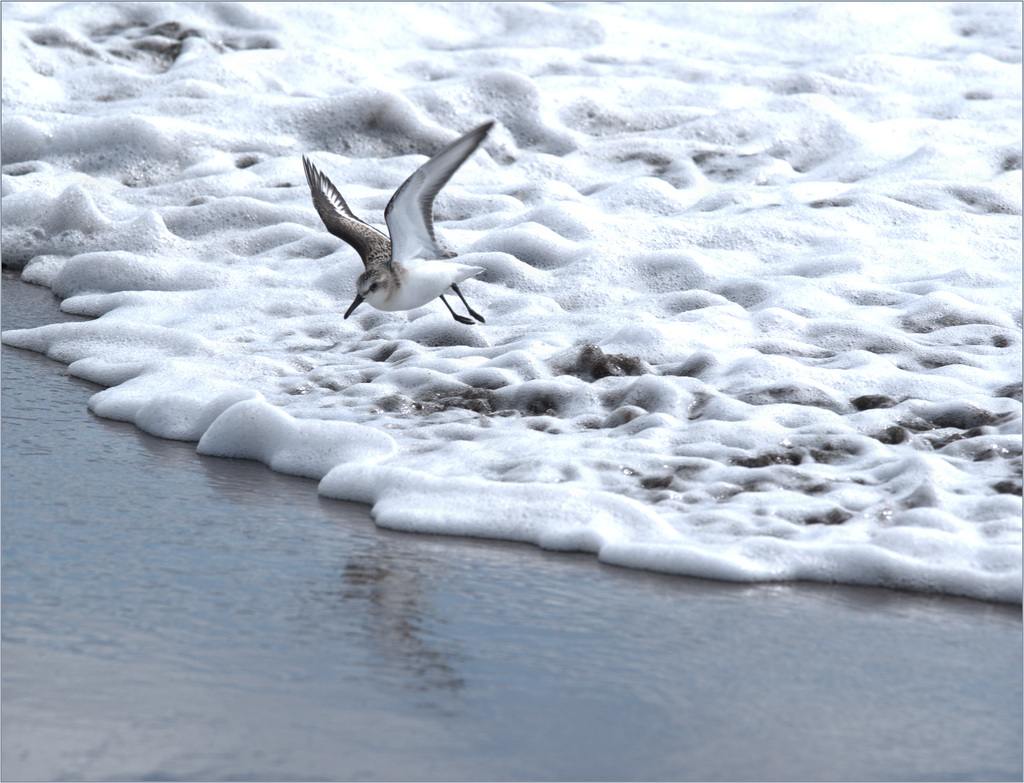 I think a sanderling