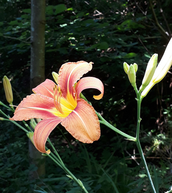 Taglilie (Hemerocallis)