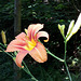 Taglilie (Hemerocallis)