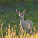 doe in evening light