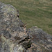Meadow Pipit