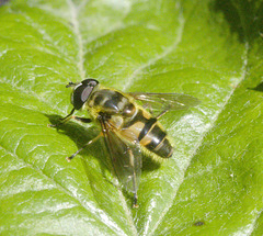 5T2A4326 Batman Hoverfly