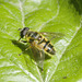 5T2A4326 Batman Hoverfly