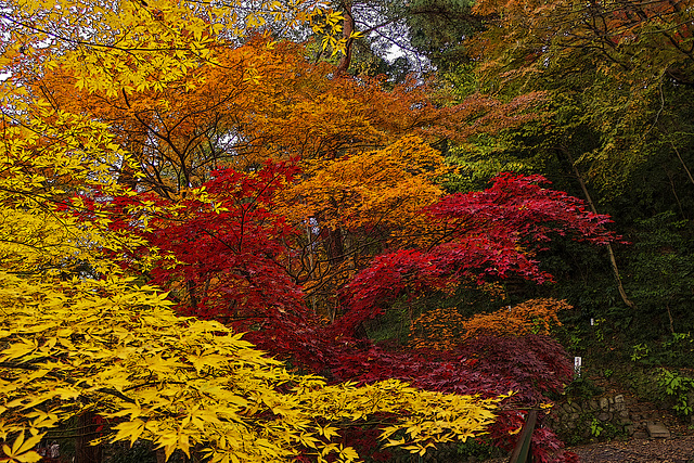 Autumn color