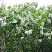 The white lilac has just flowered