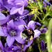 Pollen Laden Bee!
