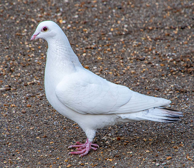 A dove at Wittington castle