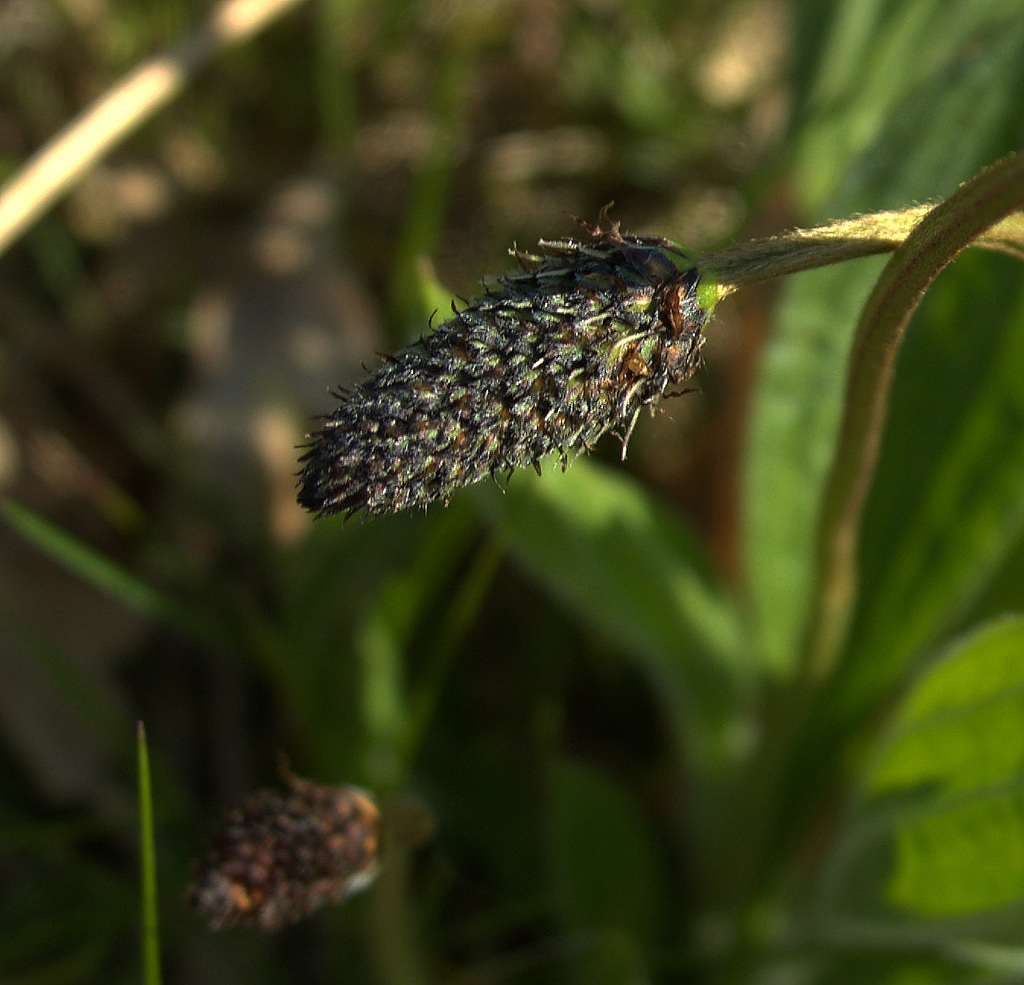 Plantain
