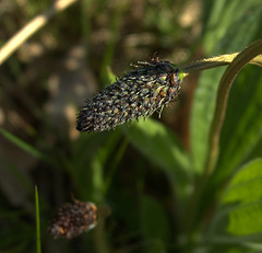 Plantain