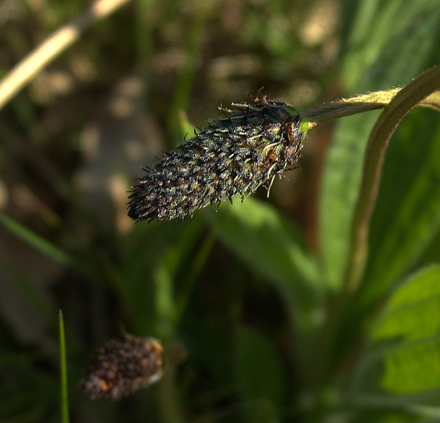 Plantain