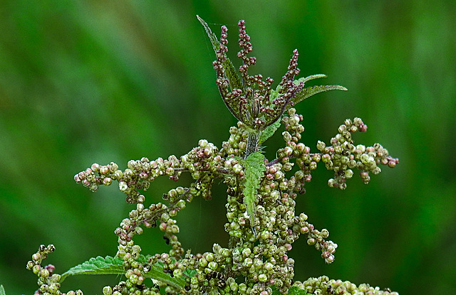 20200901 9699CPw [D~PB] Brennnessel (Utica dioica), Delbrück