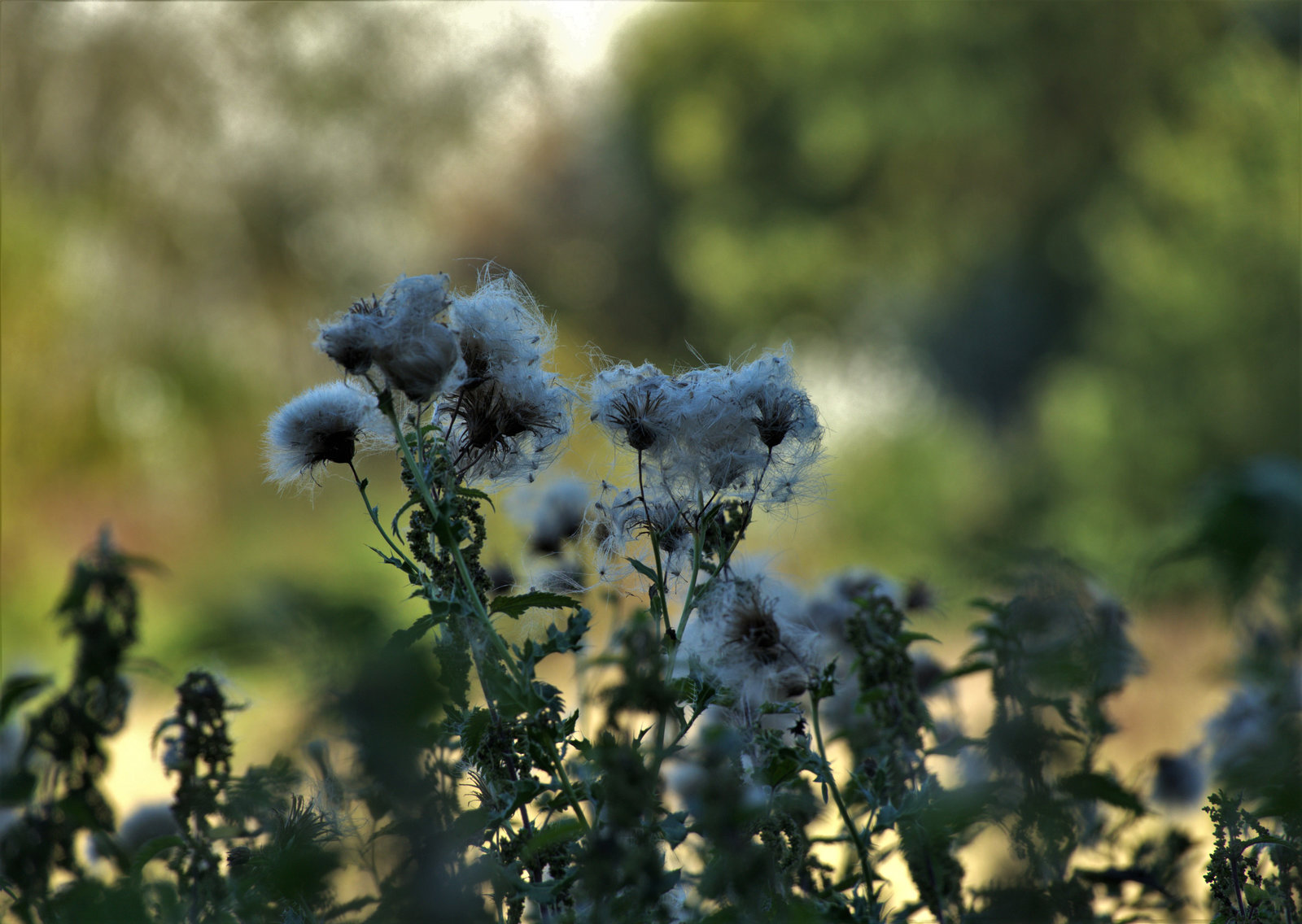 Fluffy Fairy Balls!!!