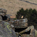 Wheatear