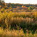 Grasses, Pleasant Hill Preserve