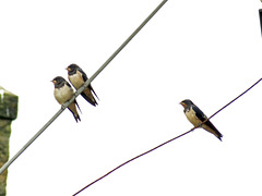 Swallows