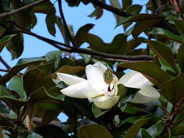 Magnolia