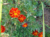 DSC06608 - flores no laguinho